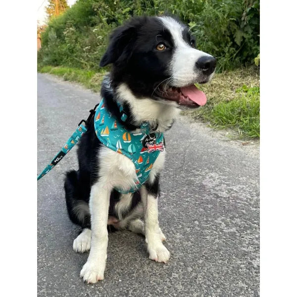 Ahoy Sea Dog Harness - Sale - 4