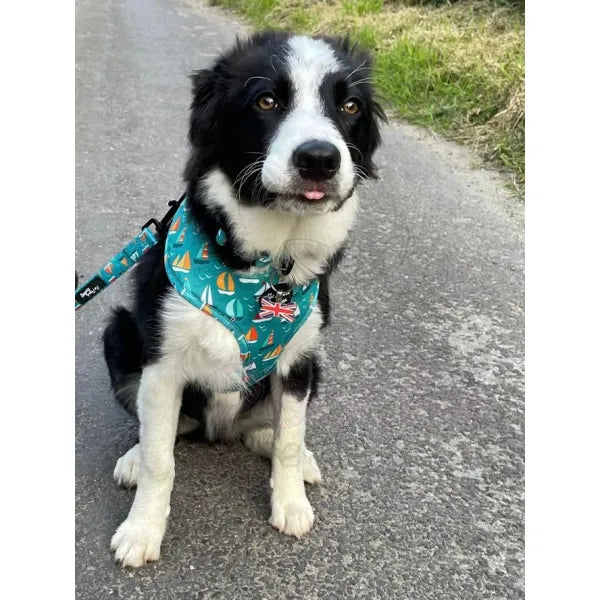 Ahoy Sea Dog Harness - Sale - 3