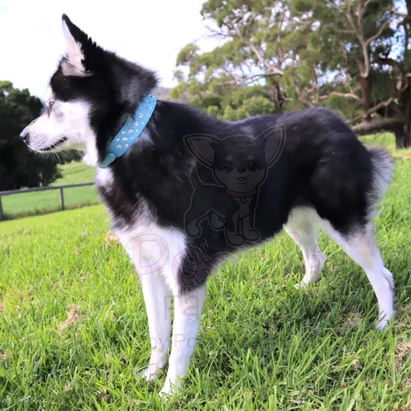 Aqua Blue Rhinestone Sprinkles Dog Collar Posh Pawz 2