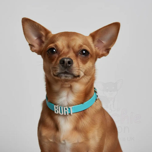 Aqua Waterproof Personalised Dog Collar with Large Chrome Letters - Poochie Fashion - 2