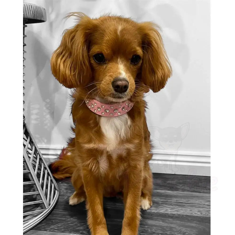 Baby Pink Rhinestone Sprinkles Dog Collar - Posh Pawz - 2