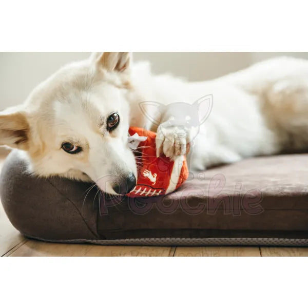 Back to School Fido’s Football Dog Toy by P.l.a.y - P.l.a.y - 4