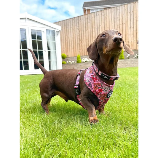 Berry Blossom Floral Dog Collar - Pet Pooch - 2