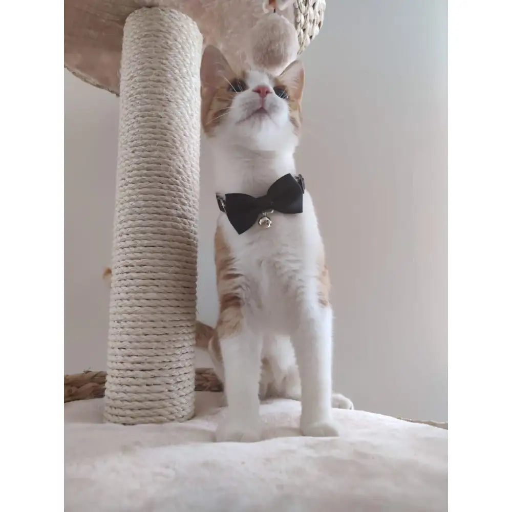 Black Handmade Bow Tie Cat Collar - Posh Catz - 5