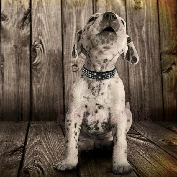 Black Triple Rhinestone Eco-suede Dog Collar - Posh Pawz - 3