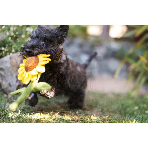 Blooming Buddies Sassy Sunflower Dog Toy by P.l.a.y - P.l.a.y - 3