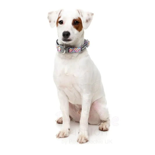 Bubblegum Burst Dog Collar by Fuzzyard - Fuzzyard - 2