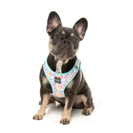 Bubblegum Burst Step in Dog Harness by Fuzzyard - Fuzzyard - 2