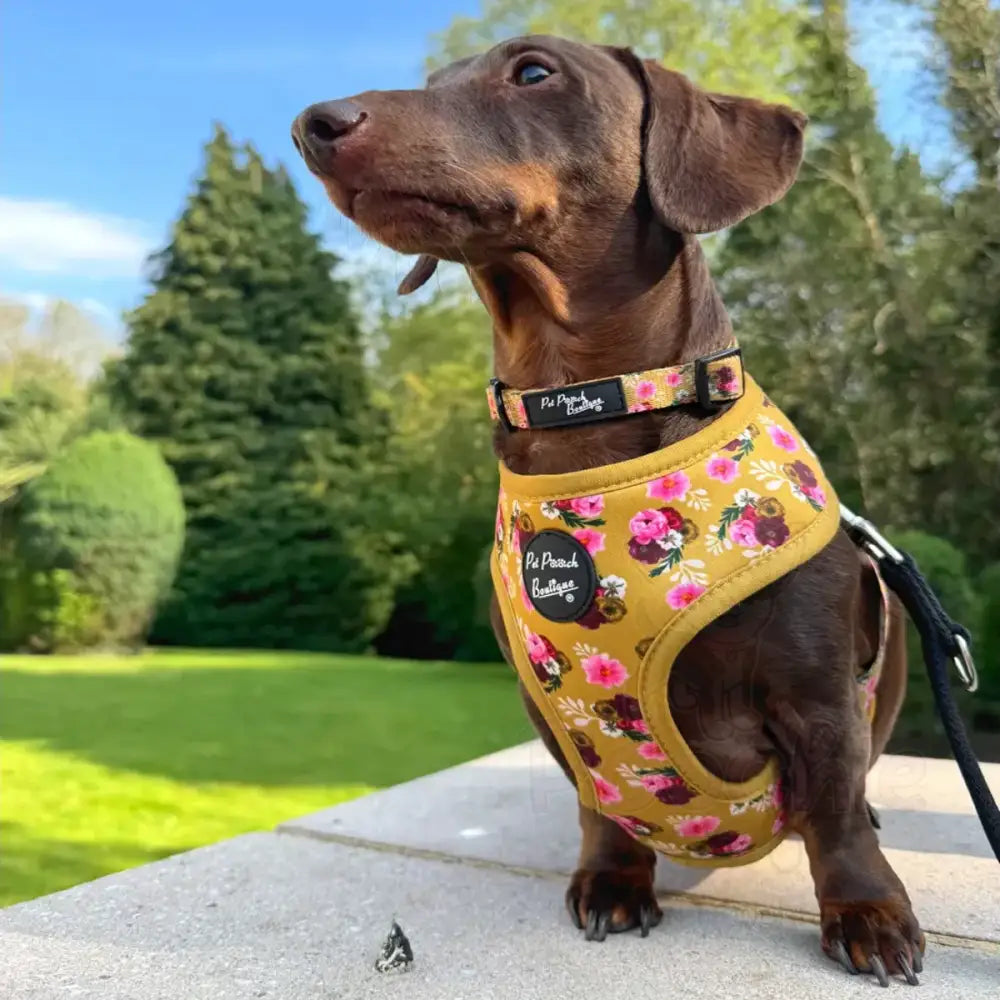 Buttercup Yellow Vintage Peonies Dog Collar - Pet Pooch - 2