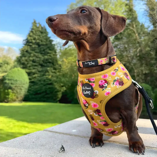 Buttercup Yellow Vintage Peonies Dog Collar - Pet Pooch - 2