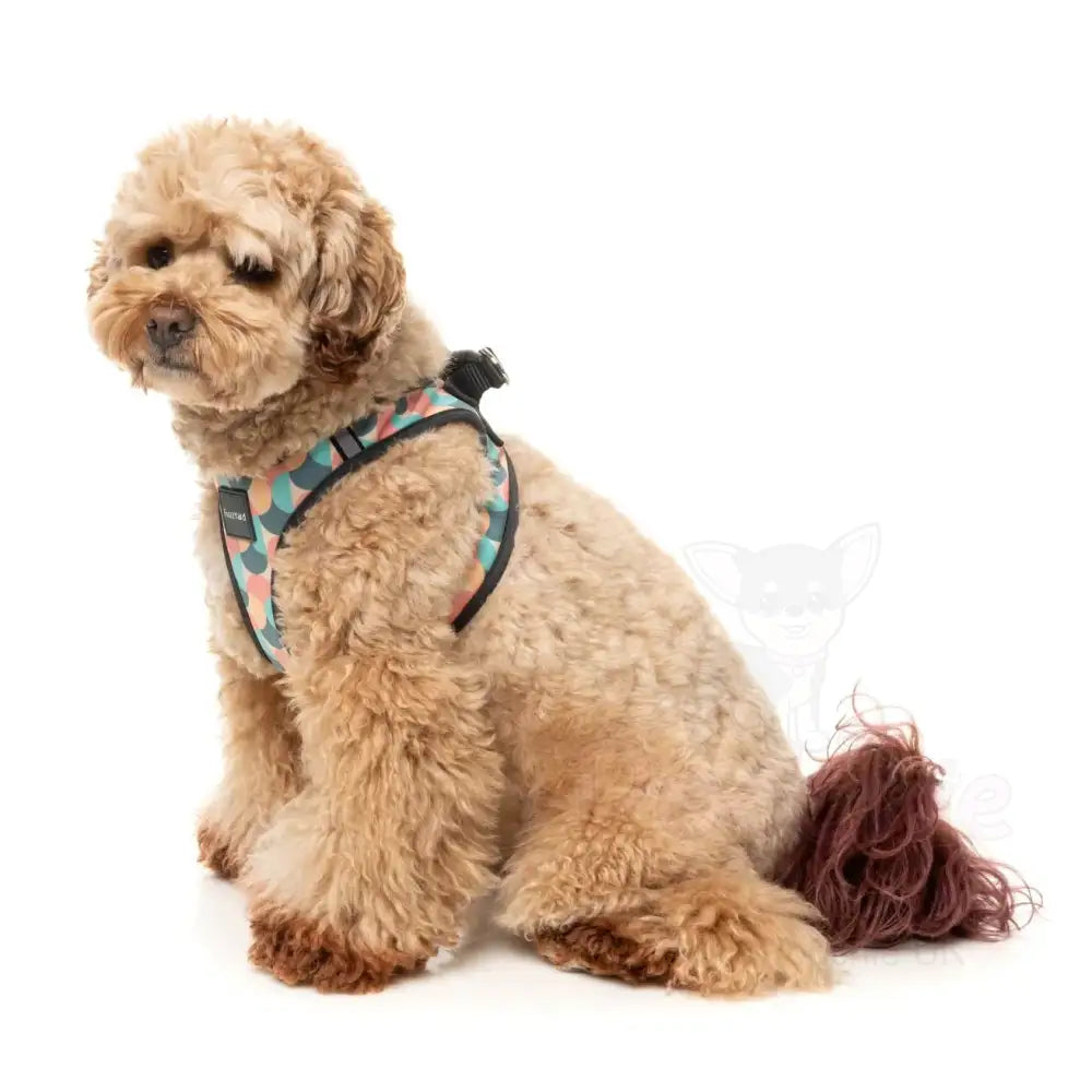 Carioca Step in Dog Harness by Fuzzyard - Fuzzyard - 7