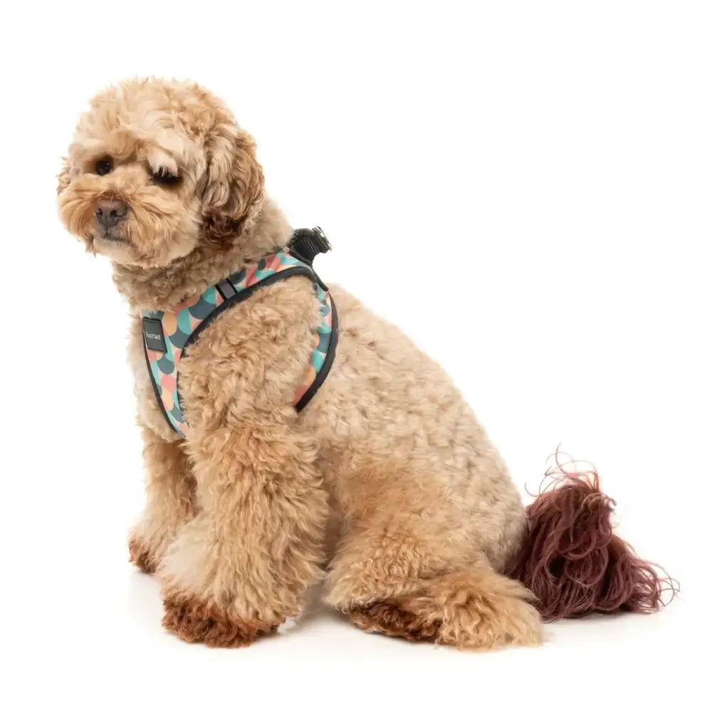 Carioca Step in Dog Harness by Fuzzyard - Fuzzyard - 7