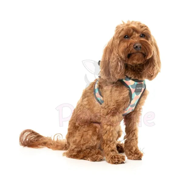 Carioca Step in Dog Harness by Fuzzyard Fuzzyard 6