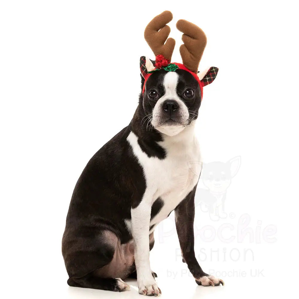 Christmas Dog Reindeer Antlers by Fuzzyard - Fuzzyard - 4
