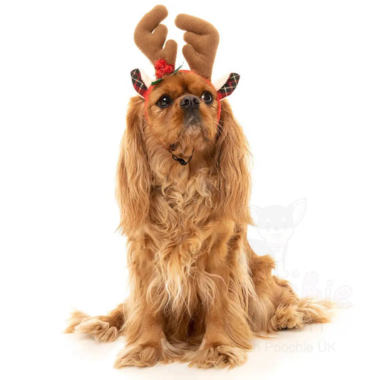 Christmas Dog Reindeer Antlers by Fuzzyard - Fuzzyard - 2