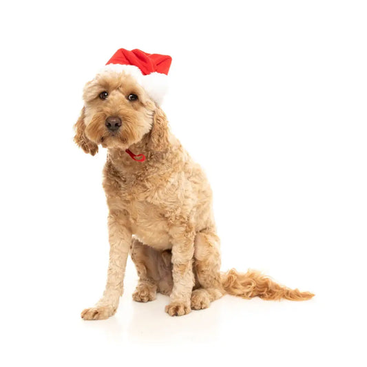 Christmas Santa Dog Hat by Fuzzyard - Fuzzyard - 2
