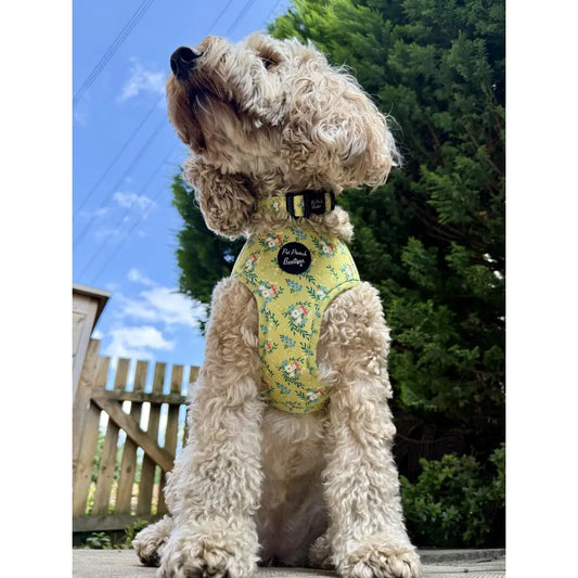 Citrus Meadow Floral Dog Collar - Pet Pooch - 2