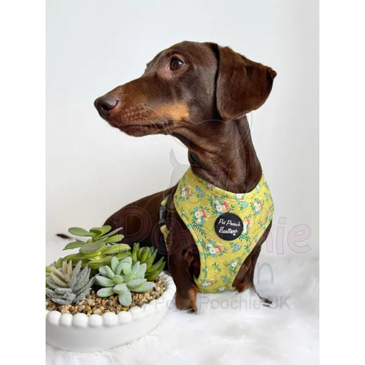 Citrus Meadow Floral Dog Harness Pet Pooch 2
