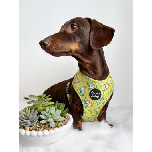 Citrus Meadow Floral Dog Harness - Pet Pooch - 2