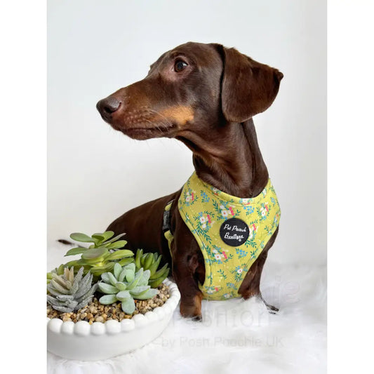 Citrus Meadow Floral Dog Harness - Pet Pooch - 2