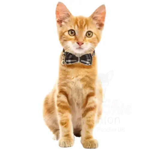 Classic Black Tartan Plaid Cat Collar - Posh Catz - 2