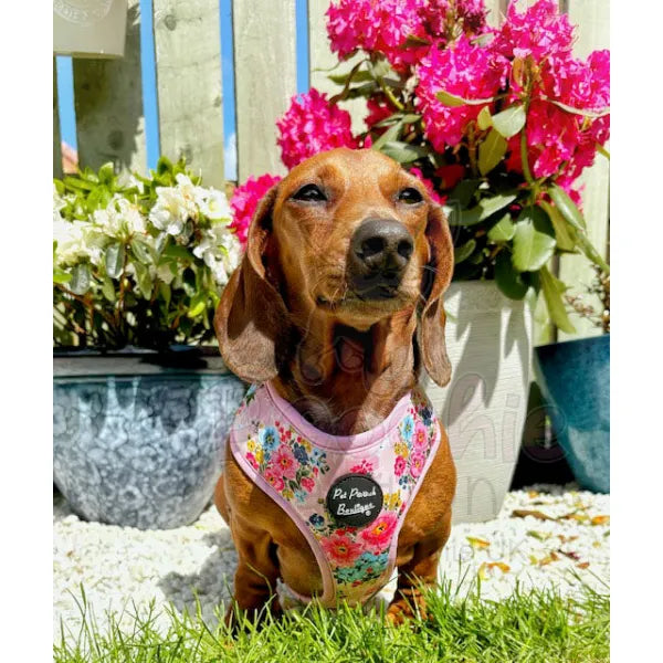 Cottage Floral Dog Harness Pet Pooch 3