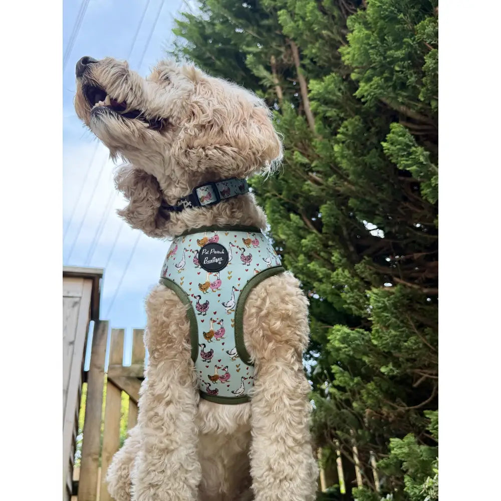 Countryside Ducks Dog Collar - Pet Pooch - 4
