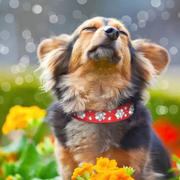 Crystal Flowers Dog Collar in Red - Posh Pawz - 3