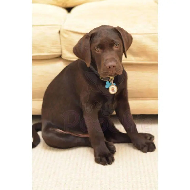 Cute Puppy Love Dog Id Tag - Ps Pet Tags - 2