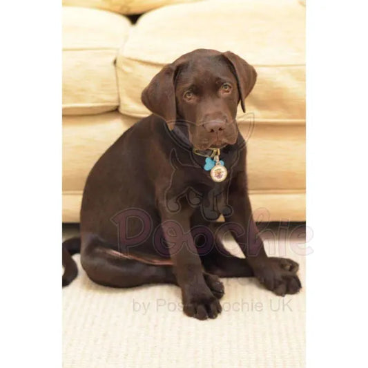 Cute Puppy Love Dog Id Tag Ps Pet Tags 2