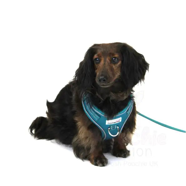 Doodlebone Adjustable Airmesh Dog Harness - Teal - Doodle - 3
