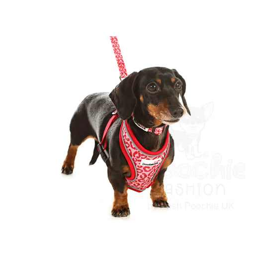 Doodlebone Airmesh Dog Harness - Ruby Leopard - Doodlebone - 2