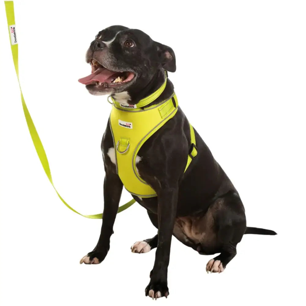 Doodlebone Brights Collection Dog Lead - Citrus - Doodle - 3