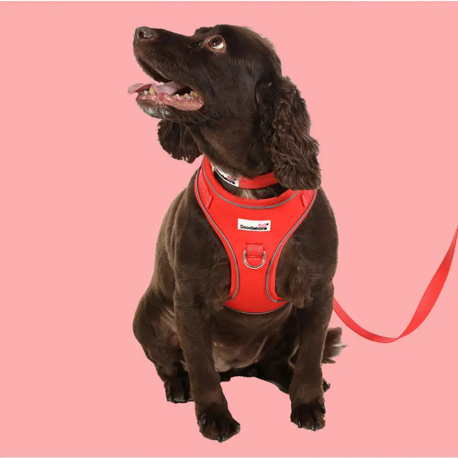 Doodlebone Brights Collection Dog Lead - Coral - Doodle - 3