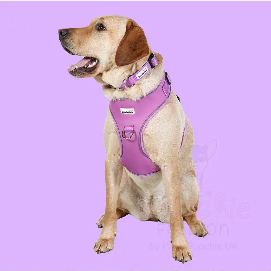 Doodlebone Brights Collection Dog Lead - Orchid - Doodle - 3