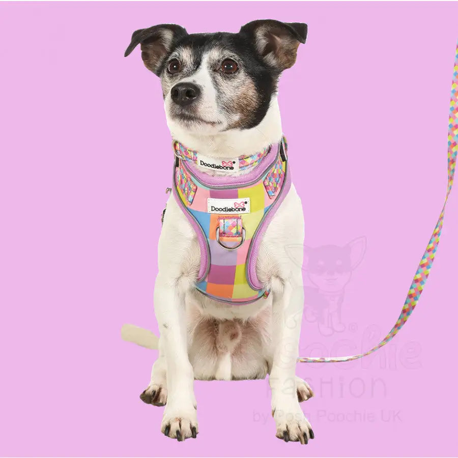 Doodlebone Brights Collection Dog Lead - Retro - Doodle - 3