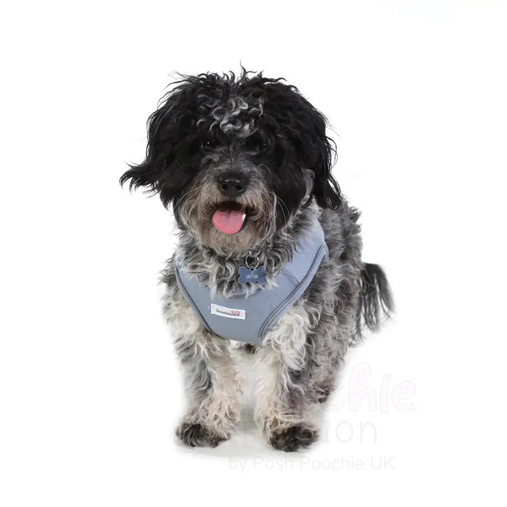 Doodlebone Dinky Dog Snappy Harness Chalky Blue - Doodlebone - 6
