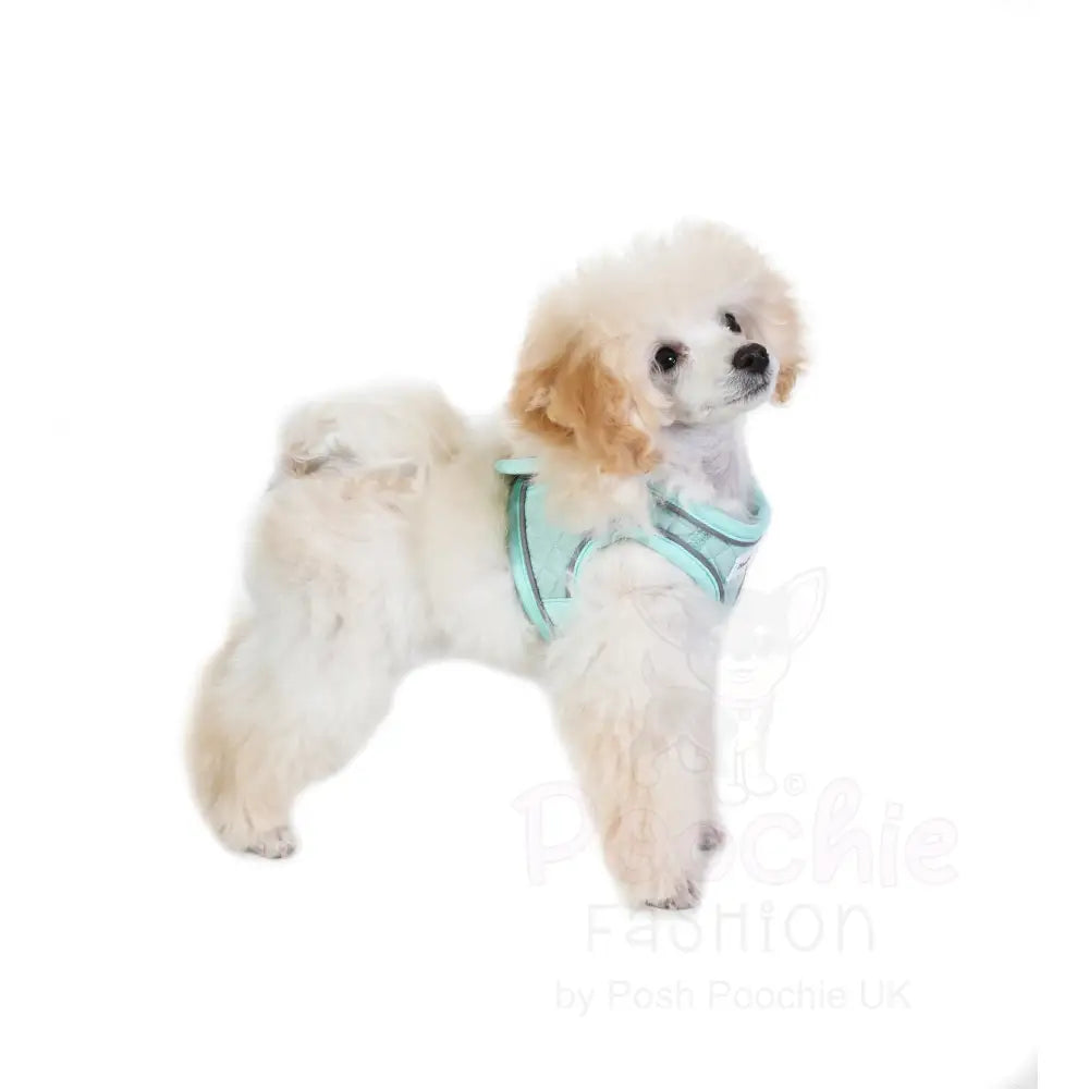 Doodlebone Dinky Dog Snappy Harness Mint Quilt - Doodlebone - 9