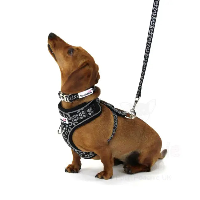 Doodlebone Limited Edition Dog Lead - Coal Leopard Reflective - Doodle - 3