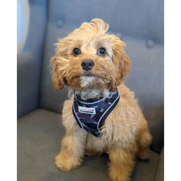 Doodlebone Originals Airmesh Dog Harness - Smokey Grey Camo - Doodlebone - 5
