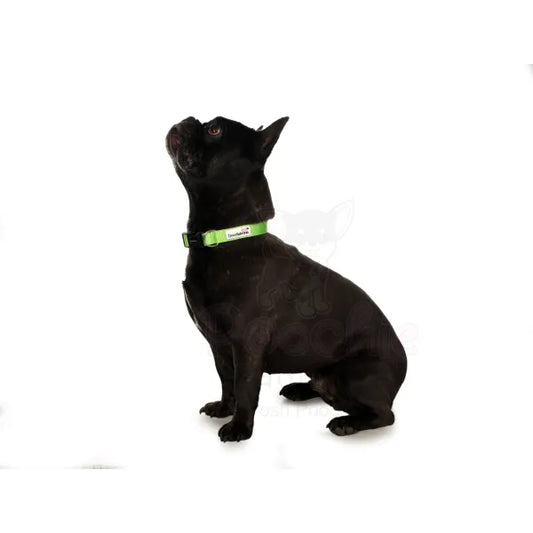 Doodlebone Originals Dog Collar - Apple Green - Doodlebone - 2