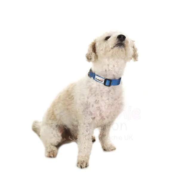 Doodlebone Originals Dog Collar - Sapphire Blue - Doodlebone - 5