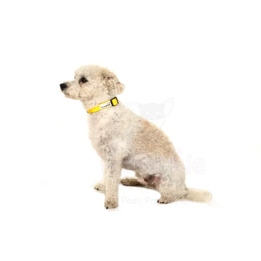 Doodlebone Originals Dog Collar - Sunshine Yellow - Doodlebone - 2