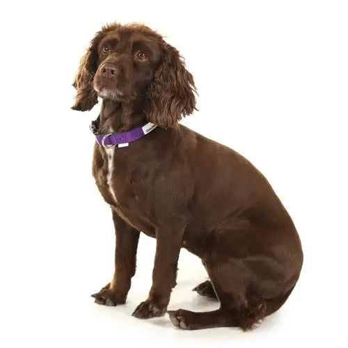 Doodlebone Originals Padded Dog Collar - Violet - Doodlebone - 4