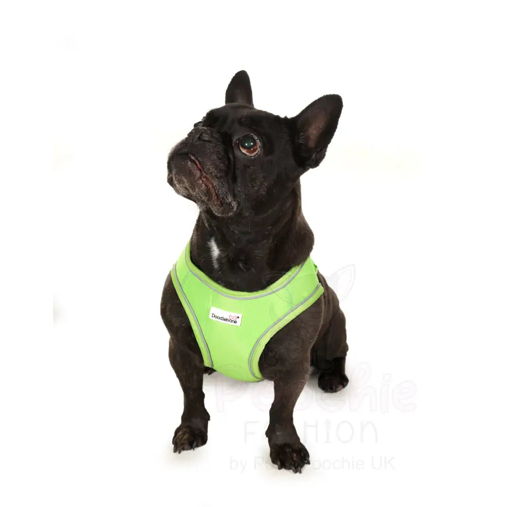 Doodlebone Originals Snappy Dog Harness - Apple Green - Doodlebone - 5