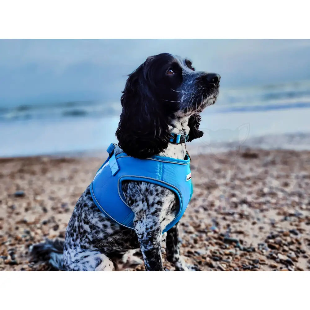 Doodlebone Originals Snappy Dog Harness - Aqua Blue - Doodlebone - 7