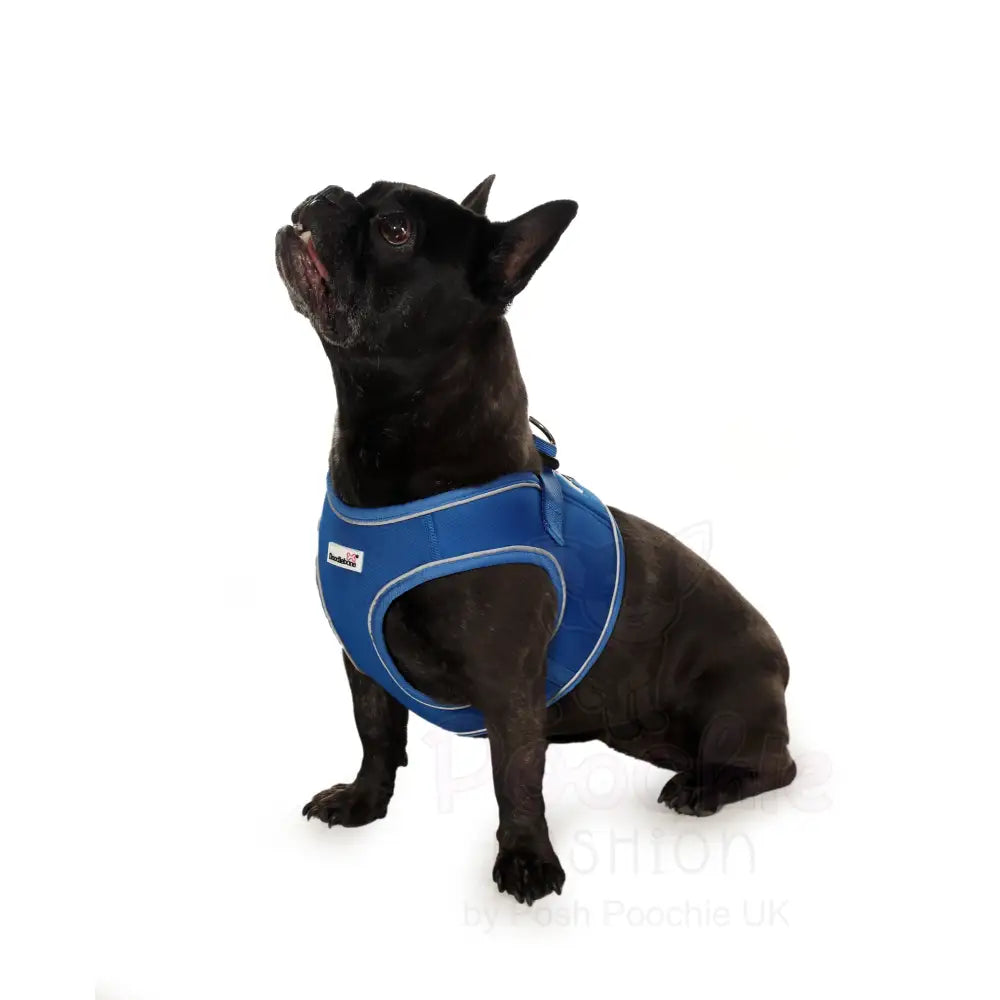 Doodlebone Originals Snappy Dog Harness - Sapphire Blue - Doodlebone - 6