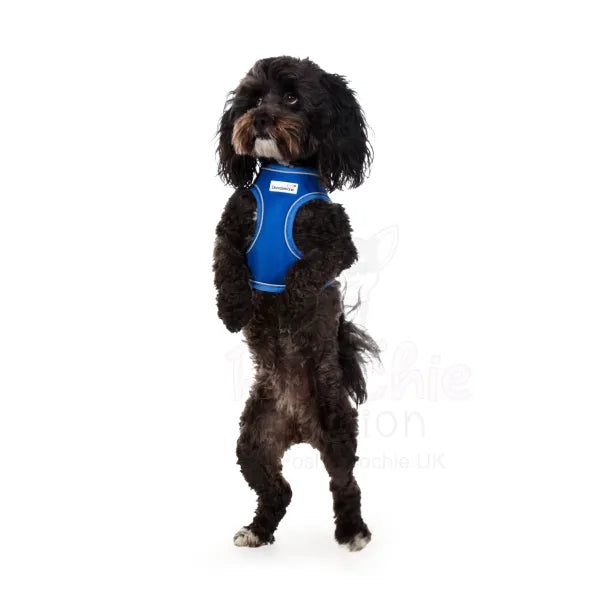 Doodlebone Originals Snappy Dog Harness - Sapphire Blue - Doodlebone - 5