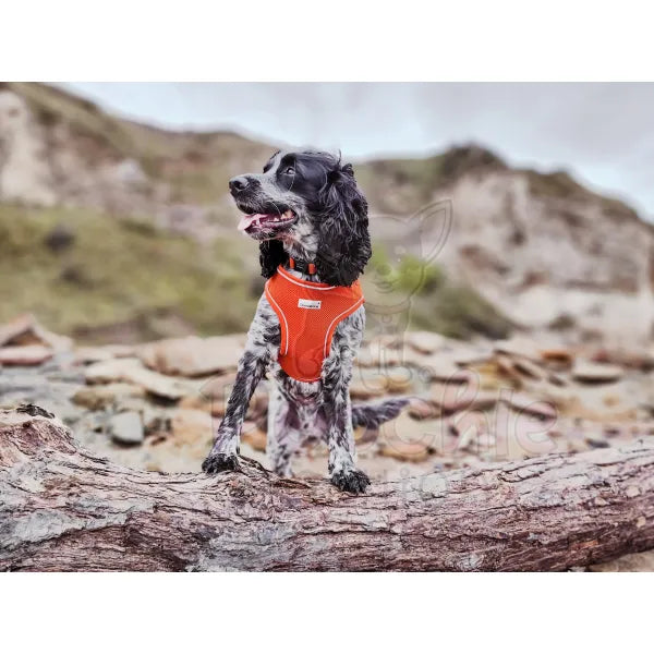 Doodlebone Originals Snappy Dog Harness - Tangerine Orange - Doodlebone - 4