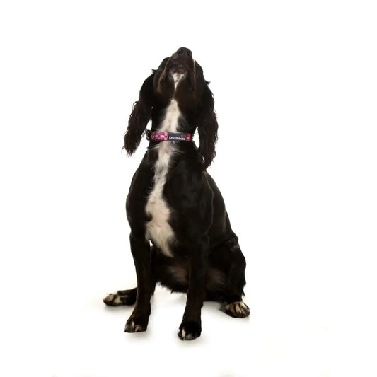Doodlebone Padded Dog Collar - Checkmate - Doodlebone - 2